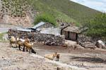 Granja de la montaña, cabras y ovejas, El Infiernillo, Ruta 307, Tafi del Valle, Argentina.