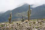 Dedos Cactus, El Infiernillo, Ruta 307, Tafi del Valle, Argentina.