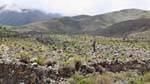 Vegetación a 3000m, El Infiernillo, Ruta 307, Tafi del Valle, Argentina.