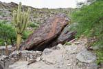 Roca se derrumbó bajo un cactus candelabro, ruinas de Quilmes, Argentina.