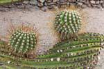 Bolas de punta Cactaceae, cactus, ruinas de Quilmes, Argentina.