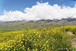 Flores y nubes en el Pinar de los Cervios, Tafi del Valle, Ruta 307, Argentina.