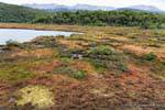 Sphagnum turbera con Magallanes (Sphagnum magellanicum), el Parque Nacional Tierra del Fuego, Ushuaia, Argentina.