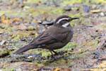 Cinclodes Gris-flanqueado o remolinera Chica, Parque Nacional Tierra del Fuego, Ushuaia, Argentina.