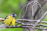 Carduelis magellanica (Carduelis magellanica), el Parque Nacional Tierra del Fuego, Ushuaia, Argentina.