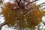Muérdago Misodendrum punctulatum, una especie de muérdago parasitaria, el Parque Nacional Tierra del Fuego, Ushuaia, Argentina.