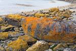 Colores Líquenes en las rocas, Parque Nacional Tierra del Fuego, Ushuaia, Argentina.