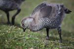 Hembra joven con Chloephaga picta todavía abajo, Parque Nacional Tierra del Fuego, Ushuaia, Argentina.