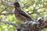 Pájaro en una rama, Parque Nacional Tierra del Fuego, Ushuaia, Argentina.