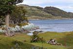 Paisaje de la Patagonia de la costa de Bahía Ensenada, Parque Nacional Tierra del Fuego, Ushuaia, Argentina.
