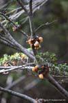 Cyttaria parásito seta comestible, el Parque Nacional Tierra del Fuego, Ushuaia, Argentina.