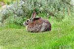 Hare en reposo, Conejo Parque Nacional Ushuaia Tierra del Fuego, Argentina.