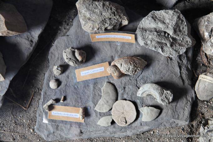 Los hallazgos arqueológicos en el museo, sitio arqueológico Tehuelche, Walichu - Argentina