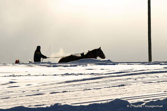 Nacimiento, caballos apariencia, Avoriaz - Alpes, Francia