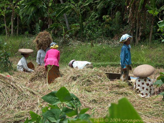 El trabajo en los campos, Bali - Bali