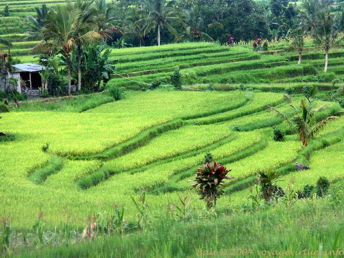 Arroz verde pálido Gunungsari - Bali