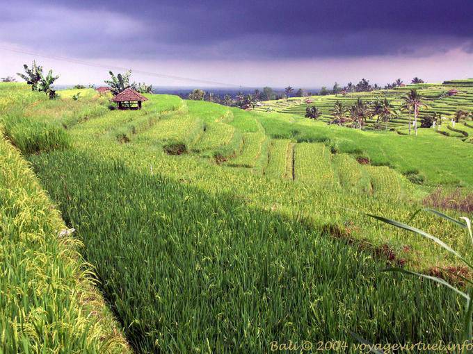 Paisaje balinés de arrozales, Gunungsari - Bali