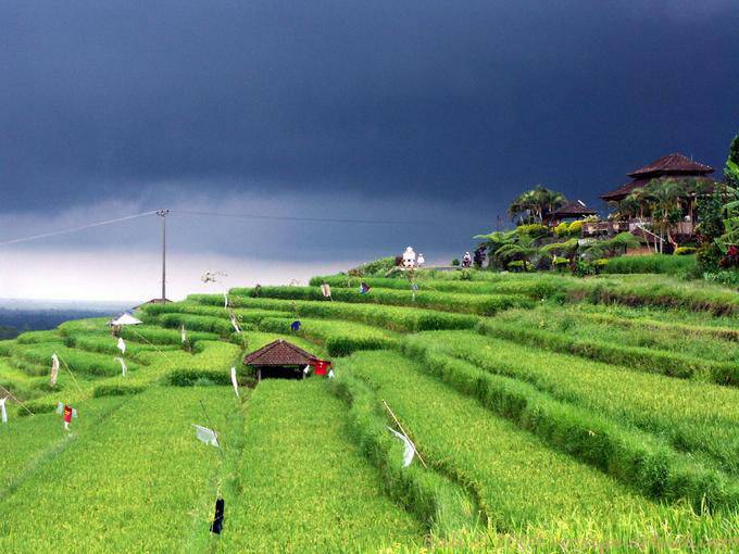 Arrozales verdes bajo un cielo negro, Gunungsari - Bali