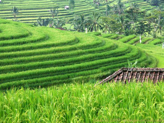 Terrazas se convierten, Gunungsari - Bali