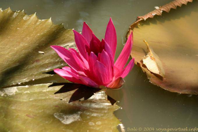 Candidasa floración - Bali