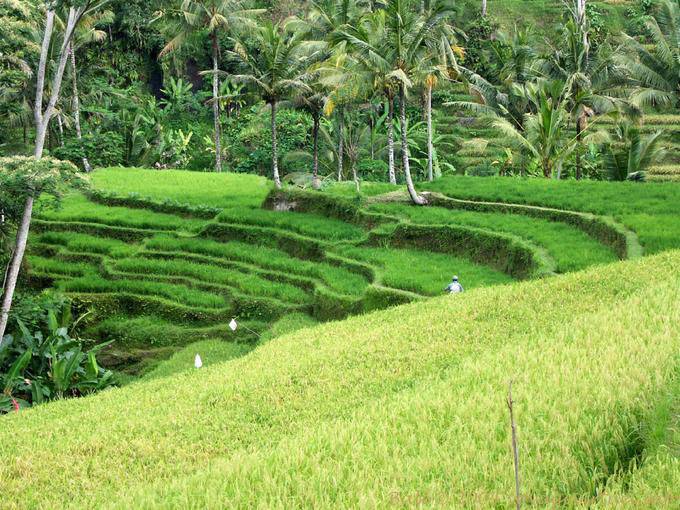 Arroz verde Gunung Kawi - Bali