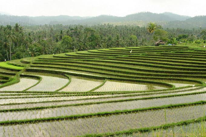 Panorama de las curvas de los campos de arroz, Pekutatan - Bali