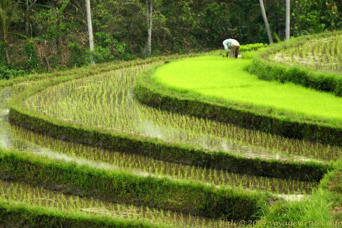 Trasplante del arroz, Pekutatan - Bali