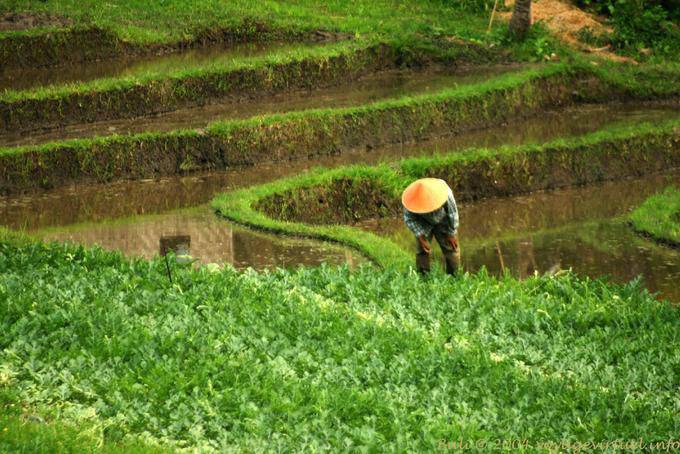 Campesino en curvas de color verde Pekutatan - Bali