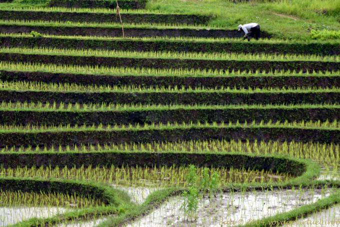 Pisos en un campo de arroz, Pekutatan - Bali