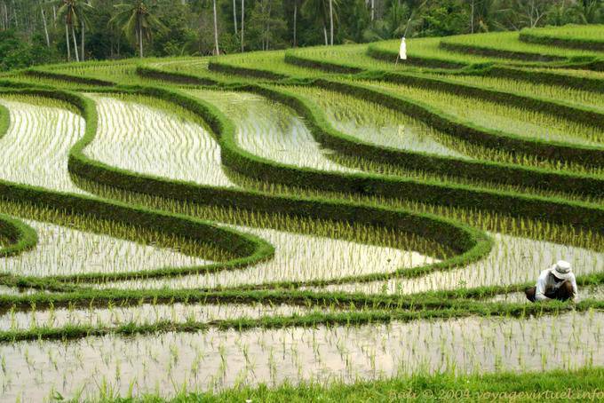 Ondulaciones de los campos de arroz, Pekutatan - Bali