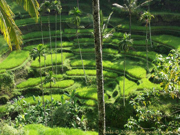 Campos de arroz de circo, Gunung Kawi - Bali