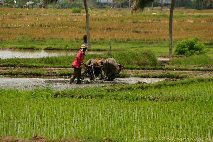 Campos bueyes y arado arroz, Bali - Bali