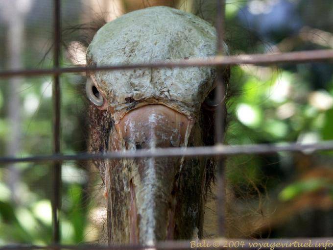 Ojos de aves Bird Park, Taman Burung - Bali