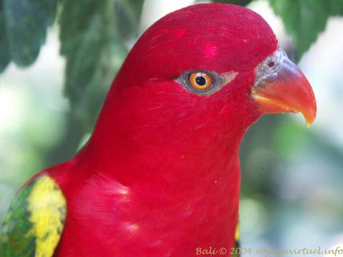 Loro Eclectus, Parque de las Aves, Taman Burung - Bali