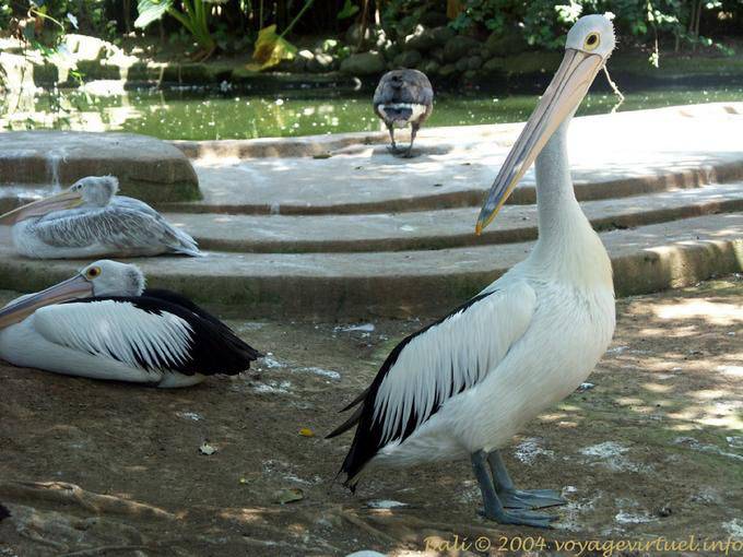 Pelícanos familiares con gafas, Taman Burung - Bali
