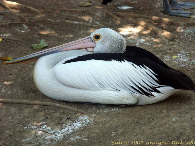 Pelican, Taman Burung - Bali