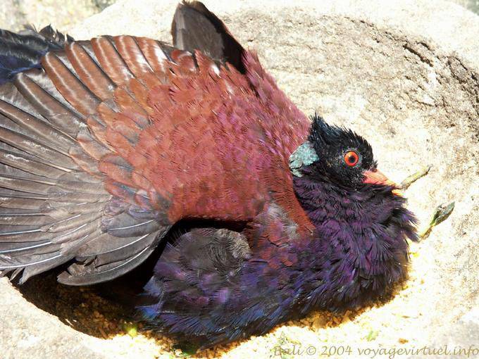 Pájaro colorido del Parque de Aves Bali, Taman Burung - Bali