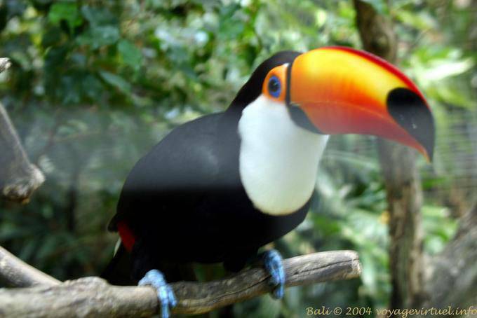 Toucan, parque de aves de Bali, Taman Burung - Bali
