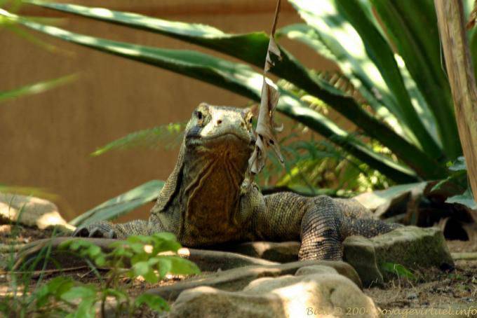 Dragón de Komodo, Taman Burung - Bali