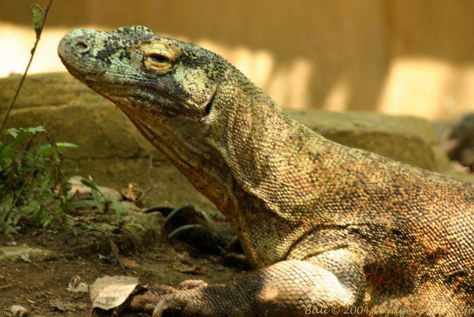 Varanus, Taman Burung - Bali