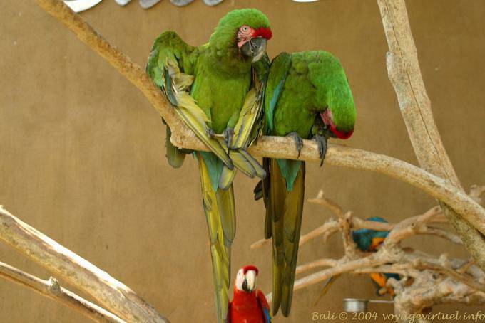 Loros Taman Burung - Bali