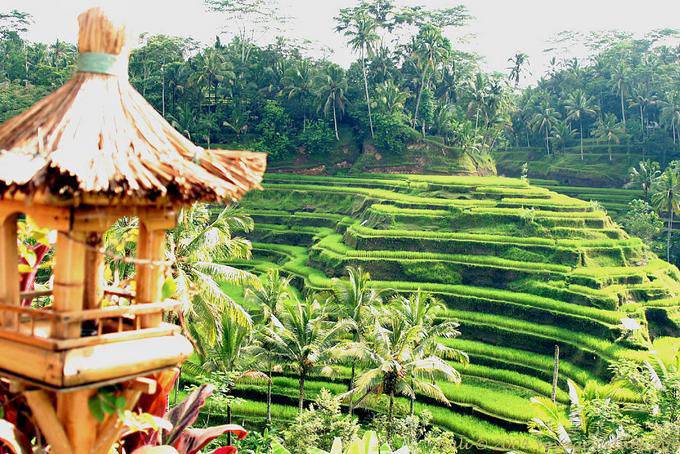 Las terrazas de arroz, Tegallalang - Bali