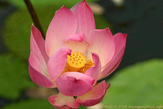 Flor de loto Ubud - Bali