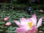 Bangli, flor de loto, Bali.