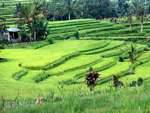 Arroz verde pálido Gunungsari, Bali.