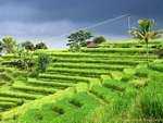 Arroz escaleras Gunungsari, Bali.