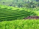 Terrazas se convierten, Gunungsari, Bali.