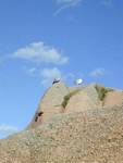 Aves marinas, costumbres rastro, Ploumanac'h, Bretaña, Francia.