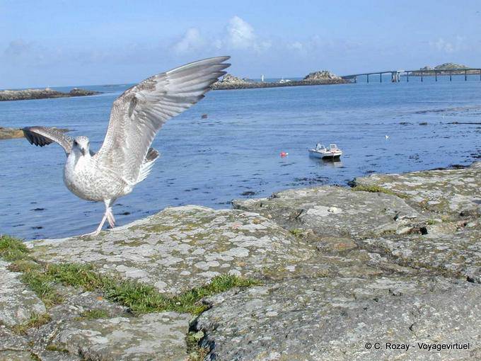 Las alas de gaviota jóvenes abiertos, Roscoff, Bretaña - Francia