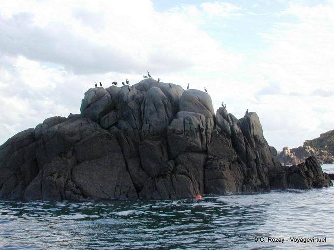 Cormoranes Roca, Bretaña - Francia